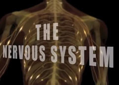 Chiropractic and the nervous system at Smatt Chiropractic in New York City